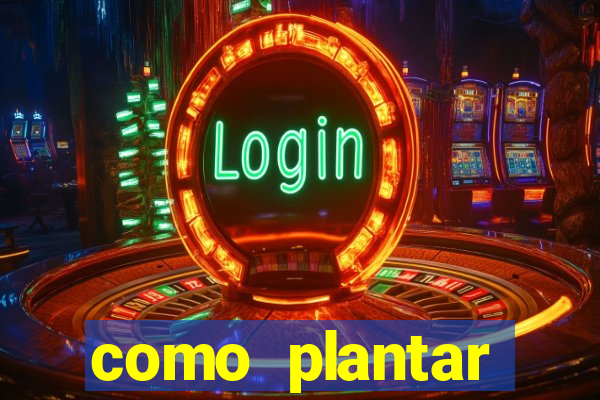 como plantar gergelim no vaso